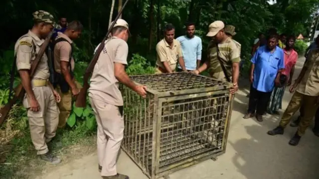 చంద్రపూర్ జిల్లా, పులుల దాడులు, టైగర్ రిజర్వ్, మహారాష్ట్ర, అటవీశాఖ