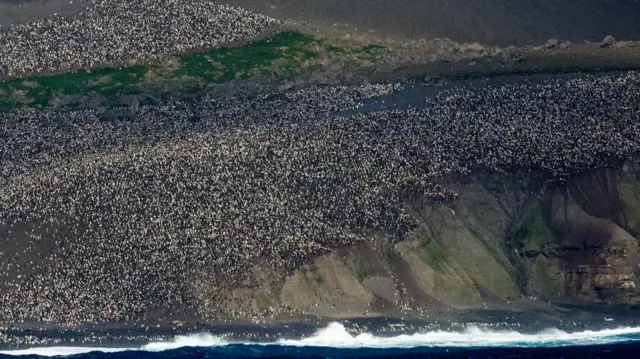 Hiljade pingvina živi na ovim udaljenim ostrvima