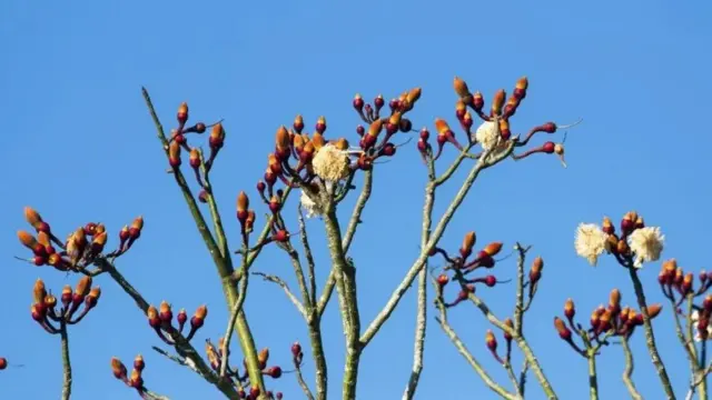 L'arbre à fromager (Ceiba pentandra) est utilisé par les guérisseurs locaux au Gabon pour traiter les maladies humaines.