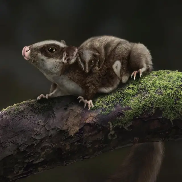 জুরাসিক যুগের প্রাণী ভিলেভলোডন