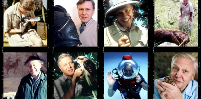 Collage de fotografías que muestran a Attenborough en distintas etapas, realizando actividades de naturaleza, ciencia y exploración, interactuando con animales y equipos de filmación.