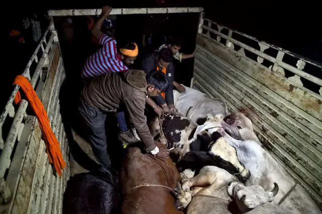 রাজস্থানে একটি গাড়িতে উঠে গবাদি পশু পরীক্ষা করছে গোরক্ষক বাহিনী (ফাইল ছবি)