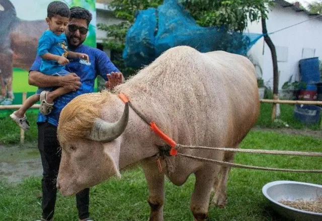 مېښ