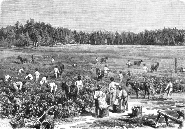Récolte du coton en Caroline du Sud : on y voit des ouvriers cueillant des capsules de coton blanc dans les champs à l'aide de paniers et de sacs, illustrant le système de main-d'œuvre agricole du Sud après la guerre de Sécession.