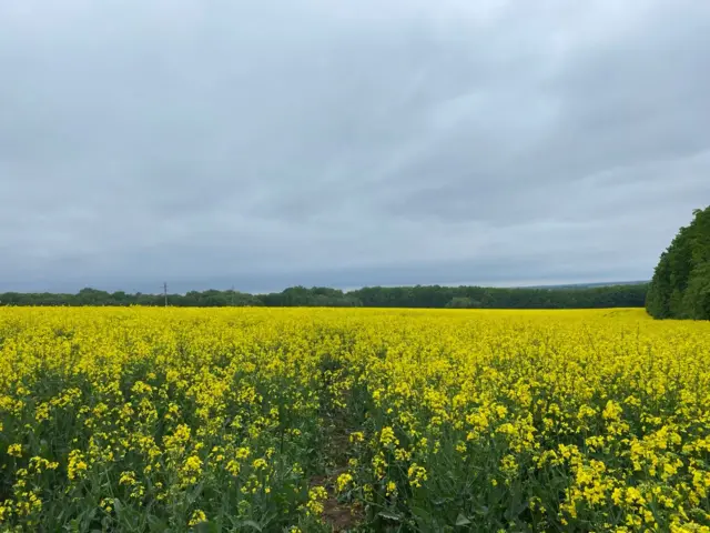 Ріпакові поля на шляху960