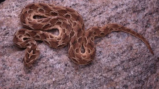 சுருட்டை விரியன்