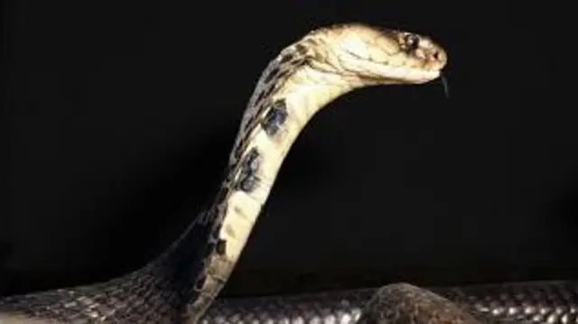 తాచు పాము