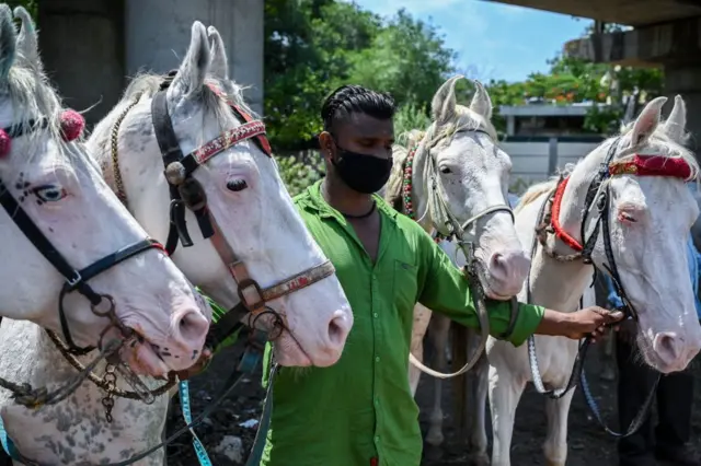 சென்னை, கிளாண்டர்ஸ் தொற்று, குதிரை உயிரிழப்பு, மனிதர்களுக்கு பரவுமா?