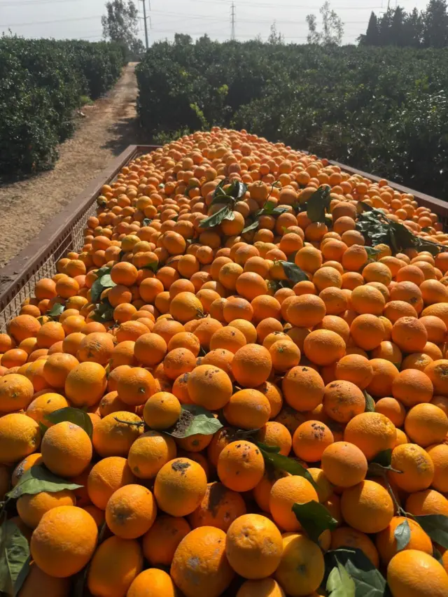 इजरेलको कृषि फार्म