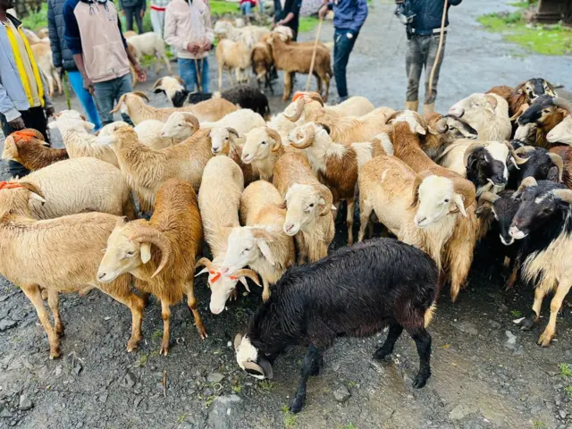 Gabaa hoolaa Finfinneetti