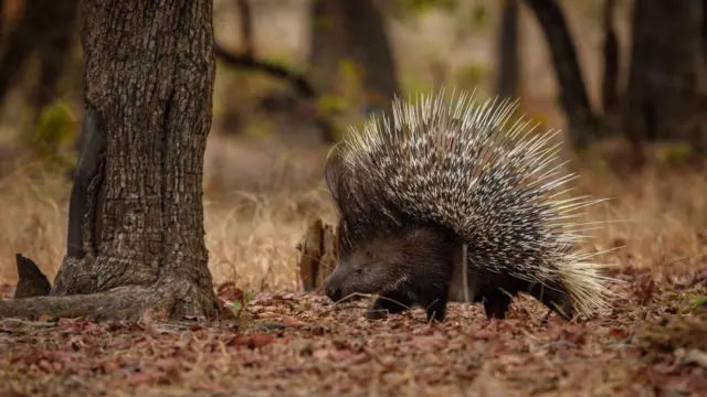 முள்ளம்பன்றி