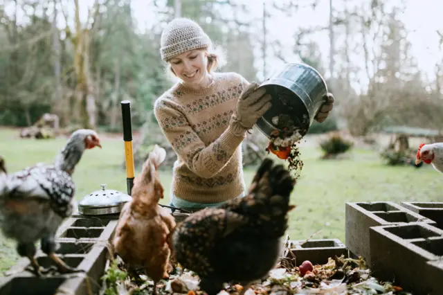 Seorang wanita dewasa di AS menumpahkan berbagai macam sayuran, buah, potongan rumput, dan benda-benda lain menjadi tanah yang kaya nutrisi dan subur untuk berkebun dan bercocok tanam. Ayam-ayamnya memakan sebagian makanan segar yang ada di permukaan.