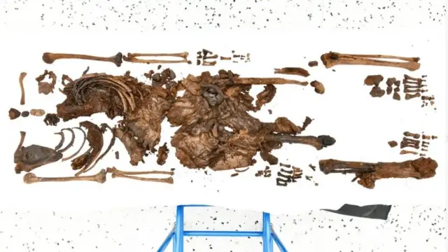 Deux mille ans plus tard... Des restes humains révèlent le mystère de l'abattage d'une jeune femme lors d'un rituel à l'âge du fer