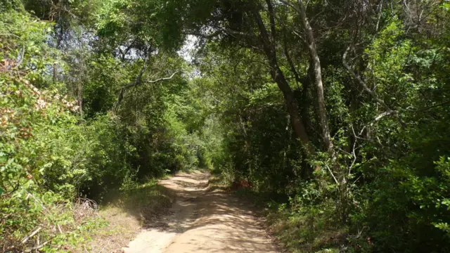 වනාන්තරයට ප්‍රවේශවන දුෂ්කර මාර්ගය