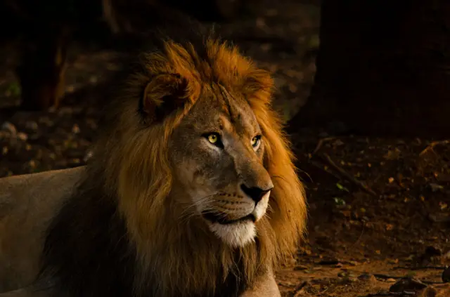 ਗਿਰ ਦੇ ਜੰਗਲ ਵਿੱਚ ਸ਼ੇਰ