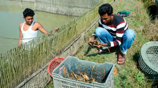 খুলনা অঞ্চলে কাঁকড়ার ঘেরে কাজ করছেন দুই জন শ্রমিক