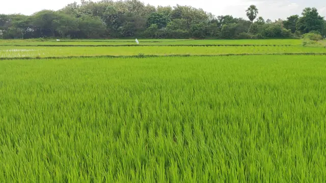 செய்யாறு: 'எங்களை புதைத்து விட்டு சிப்காட் அமைக்கட்டும்' - அரசுக்கு எதிராக கொந்தளிக்கும் விவசாயிகள்