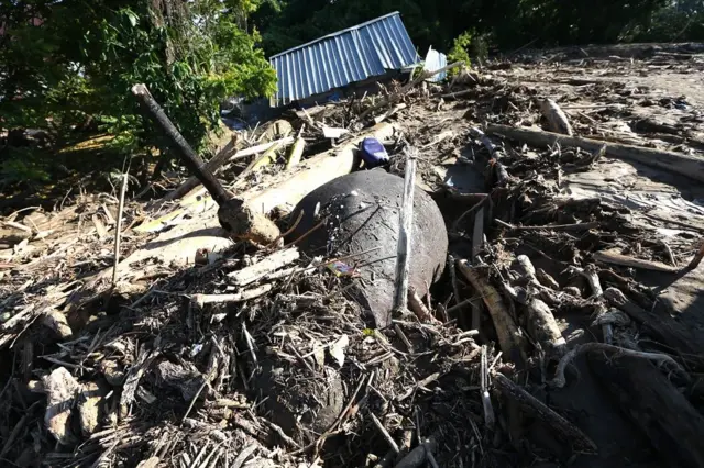 Bangkai gajah sumatra