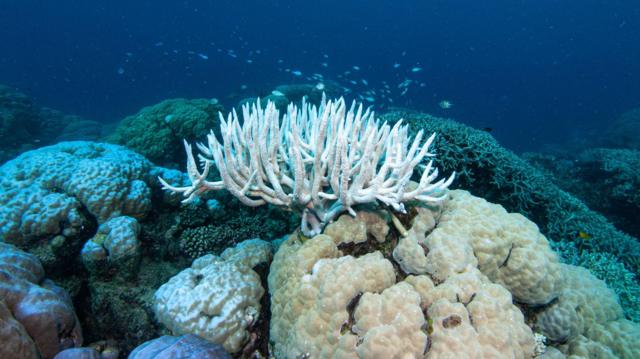 வெப்பநிலை உயர்வு: பவளப்பாறைகள் அழிவால் திண்டாடும் மீன்கள் - கோபத்தில் விஞ்ஞானிகள்