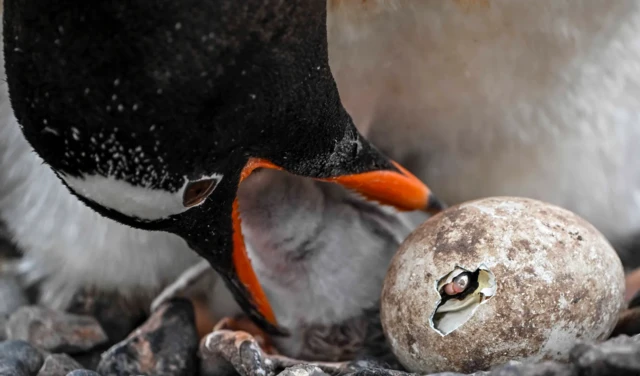 Les écosystèmes complexes de l'Antarctique sont menacés par les espèces envahissantes.