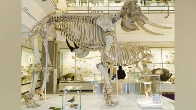 ወደ 100,000 የሚጠጉ ከአፍሪካ የተወሰዱ ናሙናዎች በሥነ እንስሳት ሙዚየም ውስጥ የተቀመጡ ሲሆን፣ በዚህ ክፍል በጣም በጥቂቱ ጥናት የተደረገባቸው ስብስቦችም ይገኛሉ።