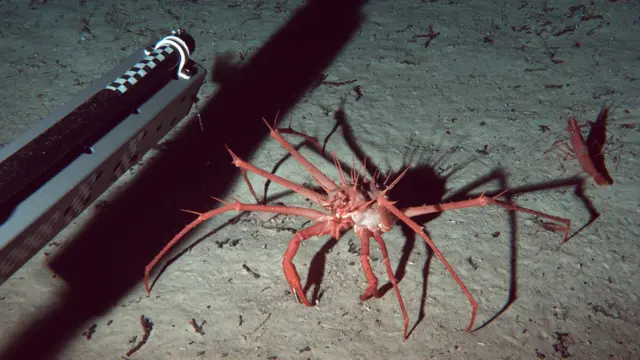 Biodiversidade das ilhas Cayman