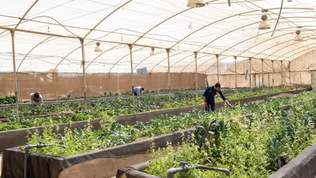 Pessoaspré apostascultivopré apostasalimentos verdes