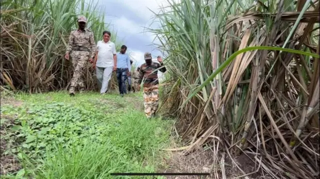 ਗੰਨੇ ਦੇ ਖੇਤ 