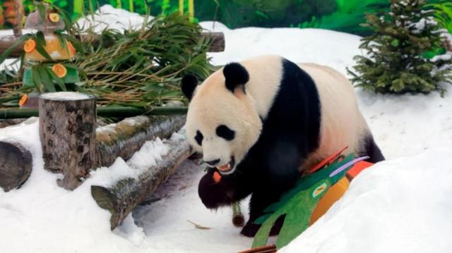 Гігантська панда Ру І в Московському зоопарку святкує китайський новий рік за місячним календарем 12 лютого 2024 року