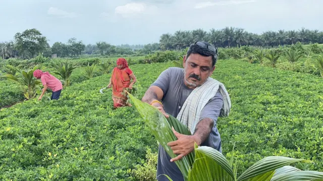 ગુજરાત, બીબીસી ગુજરાતી, નાળિયેરીની ખેતી, જૂનાગઢ, ગીર સોમનાથ, ગુજરાતની ખેતી, નાળિયેરી કેવી રીતે ઊગે, નાળિયેર પાણી