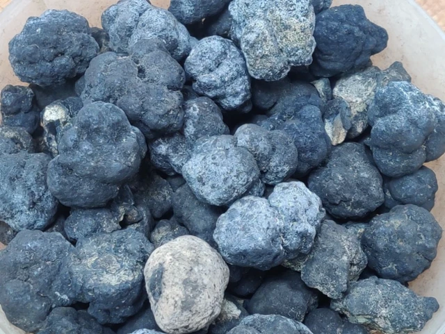 Polimetalik yumrular