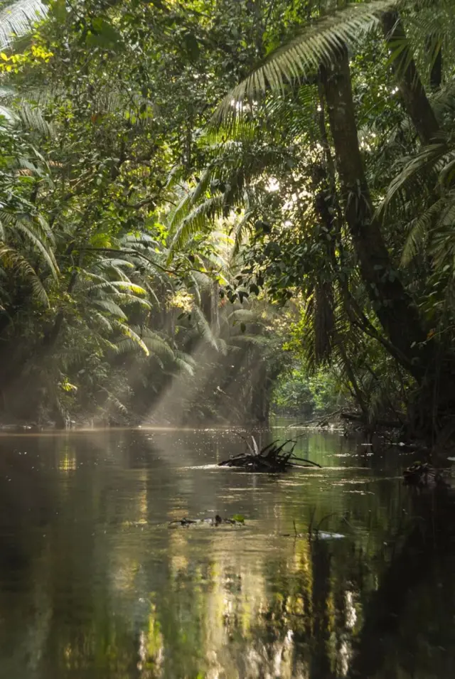 vegetação e água da Amazônia.