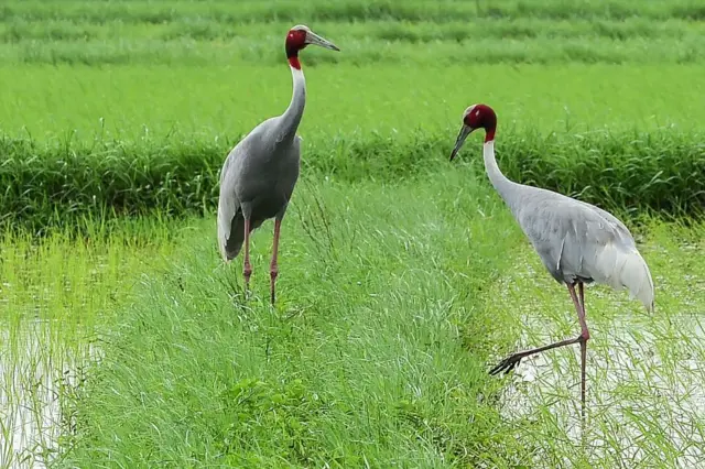 सारस पक्षी 