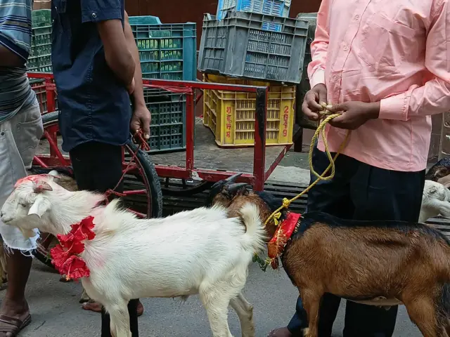 बडादशैँ २०८२ को महाअष्टमीका दिन बलिका लागि वीरगन्जको गहवामाईमा लगिँदै गरेका बोका