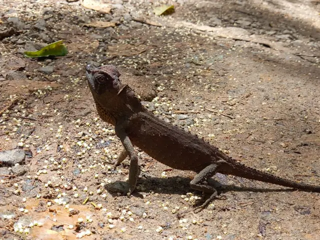 රළු අඟ කටුස්සා, කරමල් බොදිලියා, පිනුම් කටුස්සා, මුකලන් කටුස්සා, පලා කටුස්සා, ගරා කටුස්සා යන කටුසු විශේෂ ද මෙම වනාන්තරය තුළ දිවි ගෙවති.
