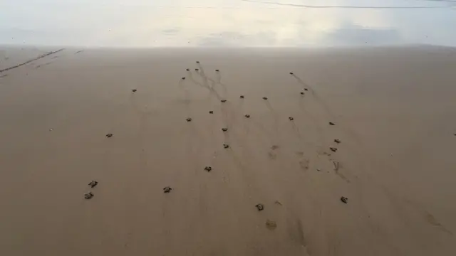 ऑलिव्ह रिडले कासवं