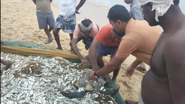 கடலோர மீனவர் வலைகளில் சிக்கும் திமிங்கிலம் போன்ற ஆழ்கடல் உயிரிகள்