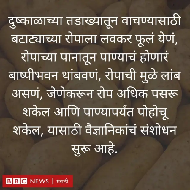 बटाटे 