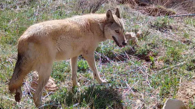 ذئب في غابة في لبنان