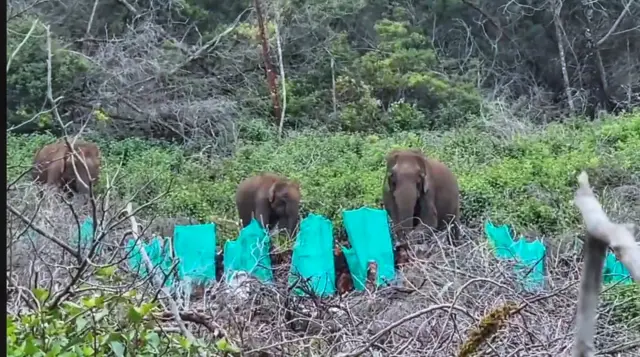 கொடைக்கானல் யானைகள் கூட்டம்