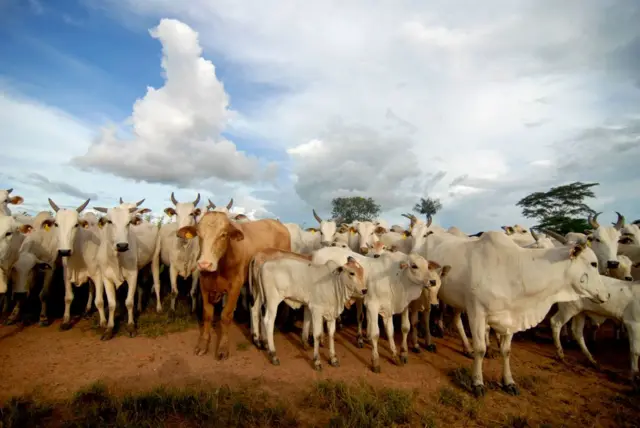 Ganado vacuno en la granja Zenith III, cerca de Alta Floresta, Brasil, en 2007, cuando JBS SA era el mayor productor de carne de América Latina y estaba por convertirse en el mayor del mundo.