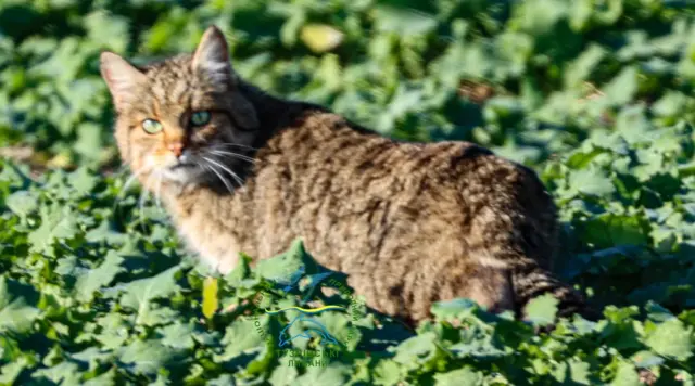 Лісовий кіт у траві, дивиться в камеру