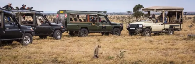 Des photographes à bord de quatre 4x4 de safari photographient un petit guépard (Acinonyx jubatus), dans la réserve nationale du Masai Mara, au Kenya