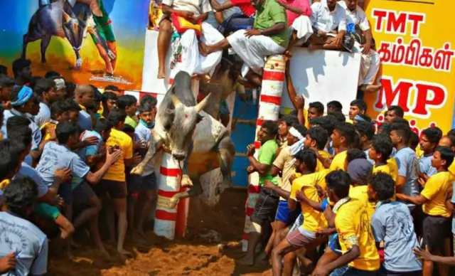 ஜல்லிக்கட்டு