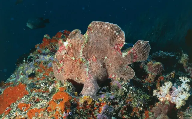 Poisson-grenouille sénégalais (Antennarius senegalensis), aux Maldives. (Illustration).