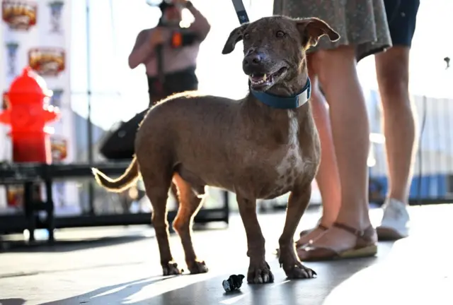 او جایزه نقدی، سفر به نیویورک و تعدادی نسخه محدود از مجموعه محصولات تبلیغاتی مربوط به خود را دریافت کرد