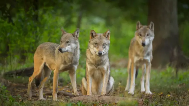 Ormanda yan yana üç kurt