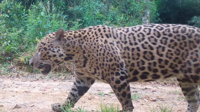 onça flagrada por câmera