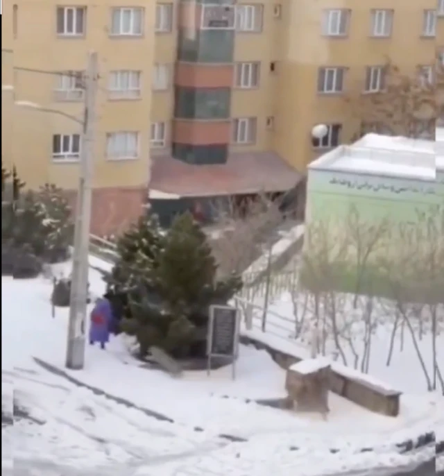 تصویری از ویدیو منتشر شده از محله زعفرانیه تبریز که سگ‌های بدون صاحب زنی را دوره می‌کنند