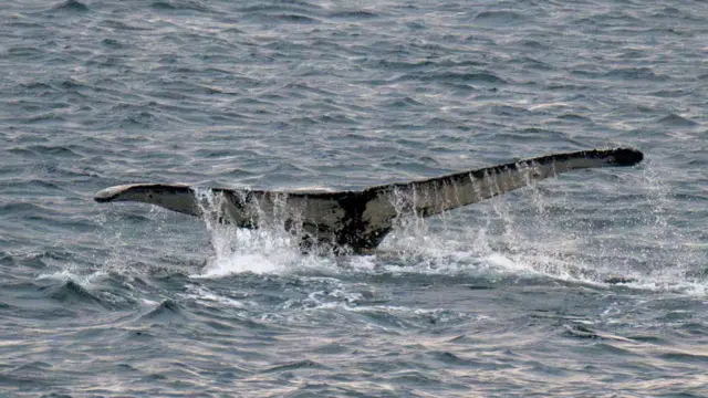 நடுக்கடலில் திமிங்கிலம் விழுங்கிய பிறகும் உயிருடன் மீண்டு வந்தது எப்படி? இளைஞரின் திகில் அனுபவம்